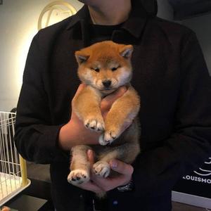 把jiji❌进女班长屁屁里游戏
